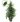 Ficus-B.Danielle-pot-Ø-24-h-cm-150