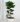 Ficus-M.Ginseng-pot-Ø-h-70-cm