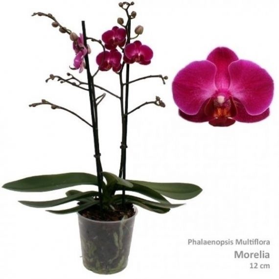 Orchidée Phalaenopsis color mix 2 tiges Ø 12 ramifiée rouge/mauve -  Alhadika.ma