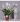 Spathiphyllum-pot-Ø-14-h-30-cm