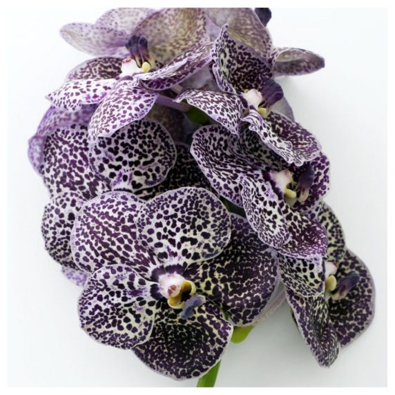 Vanda orchidée - Alhadika.ma