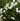 gardenia-572×572